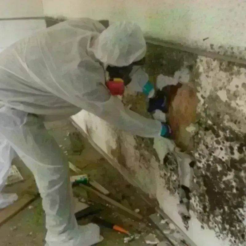 Mold Remediation and Removal in Bloomington, MN